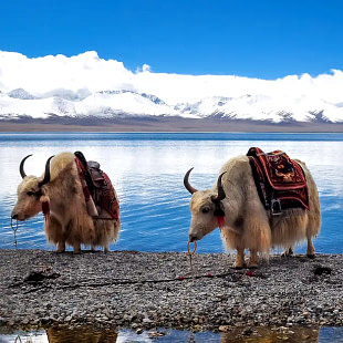 Tibet Yak